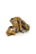 РПС Light YT25821, Haki